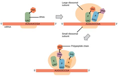 Ira Colon Trending: Elongation Definition Biology