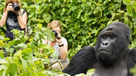 Gorilla Trekking Uganda, Rwanda & DRC - eXplore Plus Travel and Tours