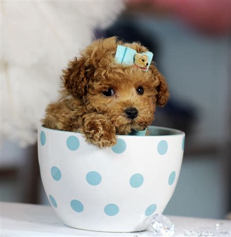 ♥♥♥ Teacup Poodle! ♥♥♥ Bring This Perfect Baby Home Today! Call 954-353 ...