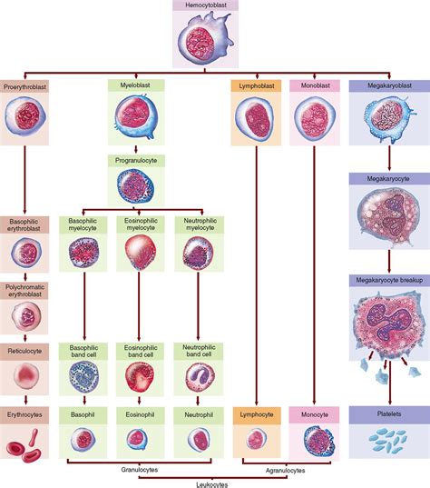 Blood | Basicmedical Key