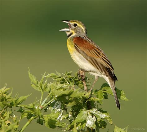 Dickcissel | Great Bird Pics