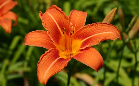 Orange Lily Flower Pictures - Beautiful Insanity