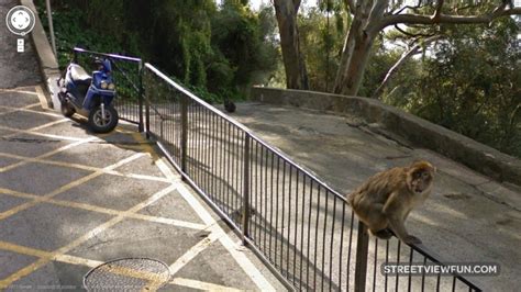 16 funniest animals on Google Street View – StreetViewFun