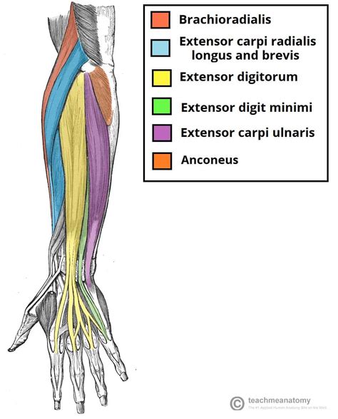 Muscles of the Posterior Forearm - Superficial - Deep - TeachMeAnatomy