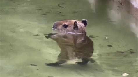 Capybara that went viral for doing ‘Thriller’ dance officially named by ...