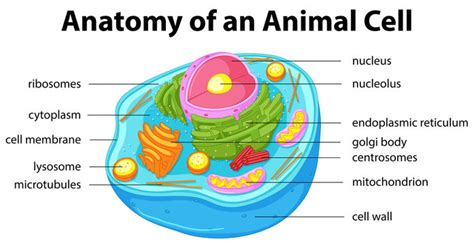 Simple Animal Cell Diagram 3D / Animal Cell In Section Multi Colored ...