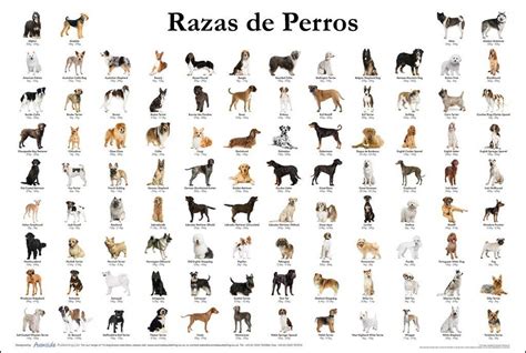 Razas de perros: Origen y caracteristicas - Dogalize | Dog breeds chart ...