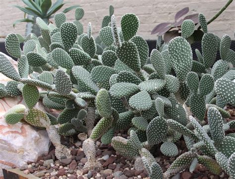 10 plants for arid climates - Global Gardening Secrets