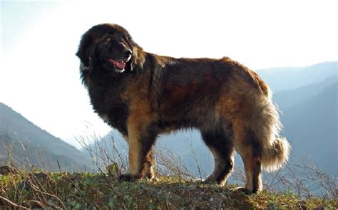 Estrela Mountain Dog Temperament and Personality - Non Aggressive But ...