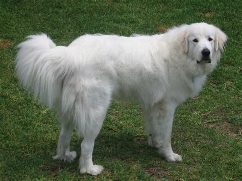 Great Pyrenees Breed Guide - Learn about the Great Pyrenees.