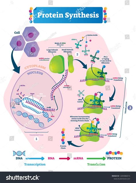 Protein synthesis vector illustration. Labeled transcription and ...