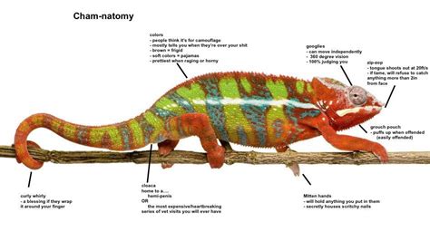 I made an "honest anatomy" of my chameleon : r/Chameleons