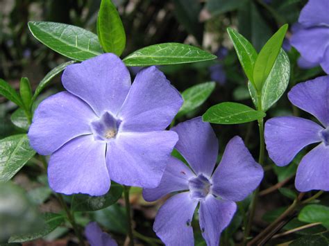 Beautiful flowers on the glade periwinkle wallpapers and images ...