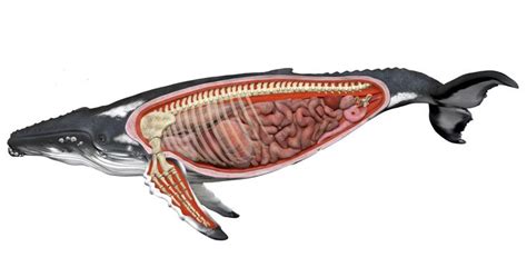 Humpback Whale anatomy | Humpback whale, Whale, Human anatomy picture