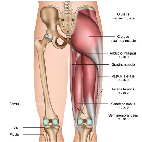 Hamstring Injury Recovery - Anatomy and Runners Risks — Revive Sport ...