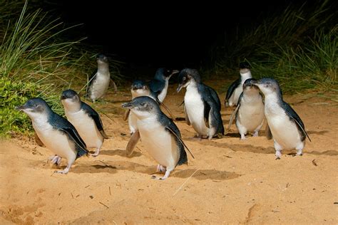 Phillip Island Penguin Parade: the day we saw 613 penguins | Atlas & Boots