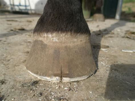 Cracking the Code on Hoof Cracks - EasyCare Hoof Boot News | Hooves ...