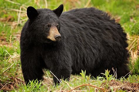 Maine Black Bear Photograph by Sharon Fiedler | Fine Art America