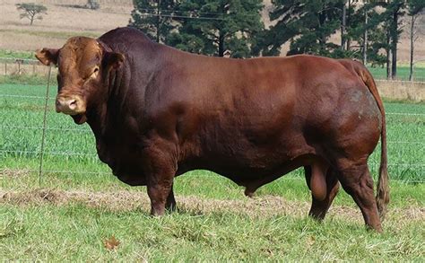 Bonsmara bull sold for record price of R4,4 million