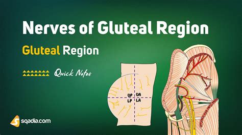 Lower Limb: Gluteal Region