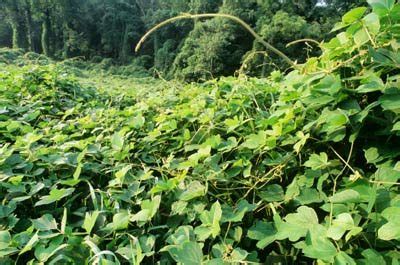 What to Do About Kudzu - Conserving Carolina