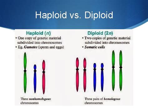 Meiosis going from diploid to haploid Making Gametes