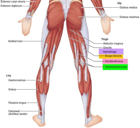 Stiff Leg Deadlift vs Romanian Deadlift - Why and When You Need Them