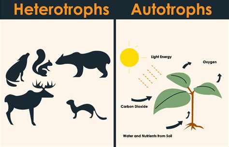 Autotrophs Examples