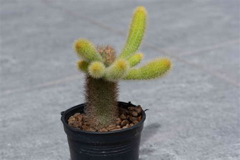 How to Grow and Care for Monkey Tail Plant (Cleistocactus Colademononis)