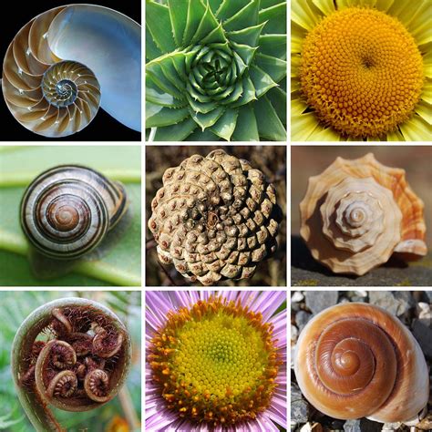 Fibonacci Spirals In Nature Wallpaper