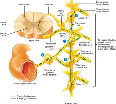 Sympathetic Chain T1 L2