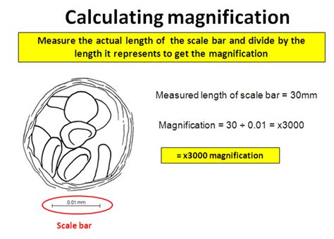 Magnification Formula Biology