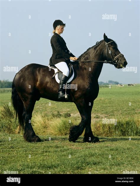 woman riding on Friesian horse Stock Photo - Alamy