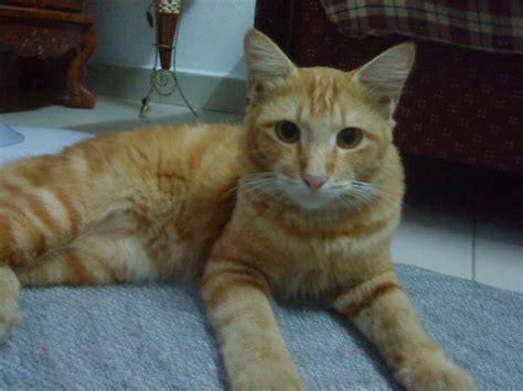 Foto Kucing Oren Putih Imut