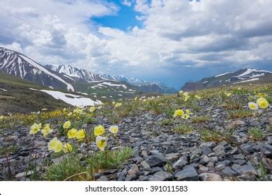 406 Arctic poppy Images, Stock Photos & Vectors | Shutterstock