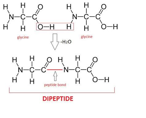 Dipeptide - Alchetron, The Free Social Encyclopedia