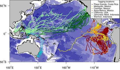 Landmark study of leatherback turtle migration identifies Pacific ...