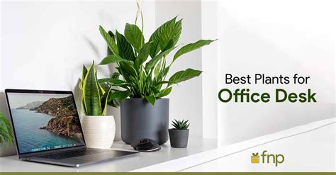 Top 7 Desk Plants to Boost Productivity at the Workplace - FNP