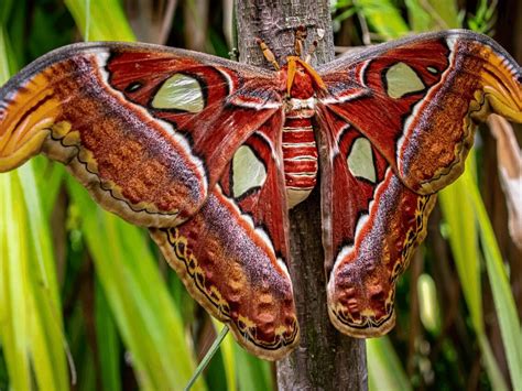 Atlas Moth | CRITTERFACTS