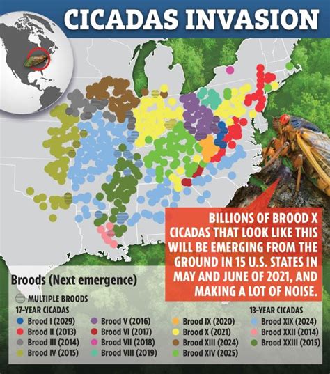 Cicadas 2021 map: Where are the Brood X insects now? | The US Sun