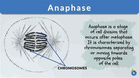 Anaphase Definition and Examples - Biology Online Dictionary