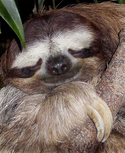 Sleeping Sloth Photograph by Sym