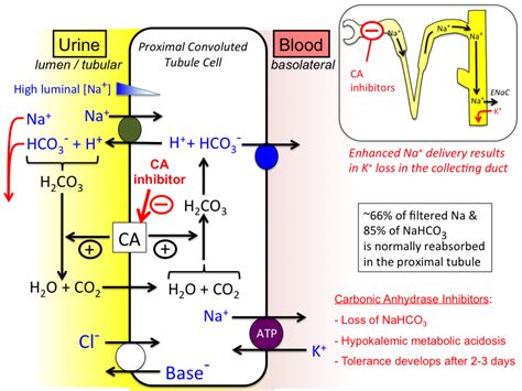 Carbonic anhydrase inhibitors (Acetazolamide)