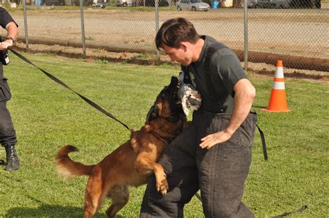 How Do Police Train Dogs