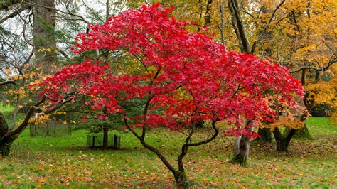 Dwarf Japanese Maple Tree Care