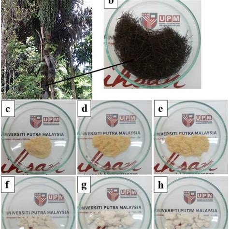 Properties of Cellulose from various Sources | Download Table