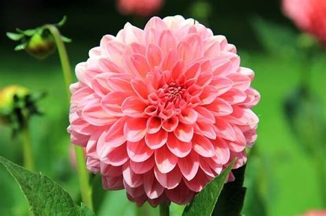 How to Grow Dahlia Bulbs - Easy Balcony Gardening