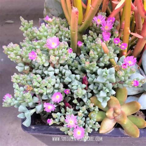 18 Popular Flowering Succulents (With Pictures) - Succulent Plant Care