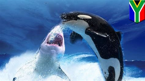 Orca v great white shark: orcas feasting on great white sharks in South ...