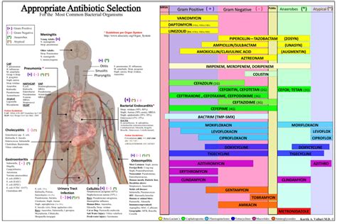 PDF | Appropriate Antibiotic Selection has become a cornerstone for ...